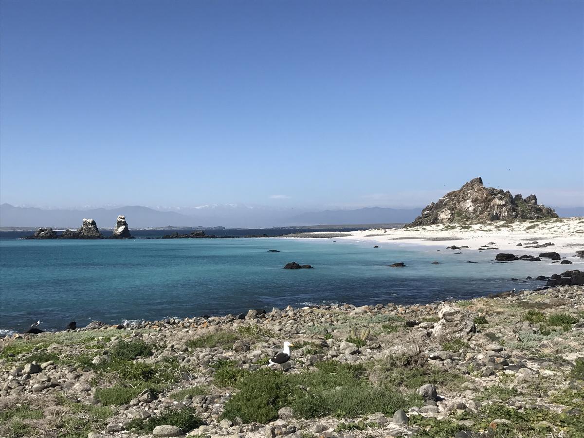 Las Hualas Punta de Choros Exteriör bild